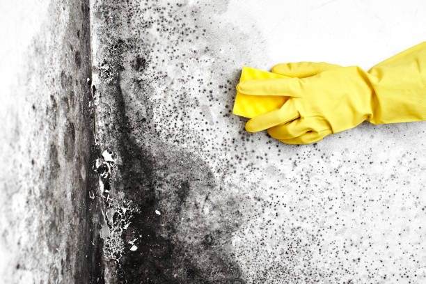 Best Black Mold Remediation in Fort Meade, MD