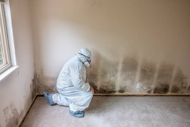 Best Health and Safety Mold Remediation in Fort Meade, MD